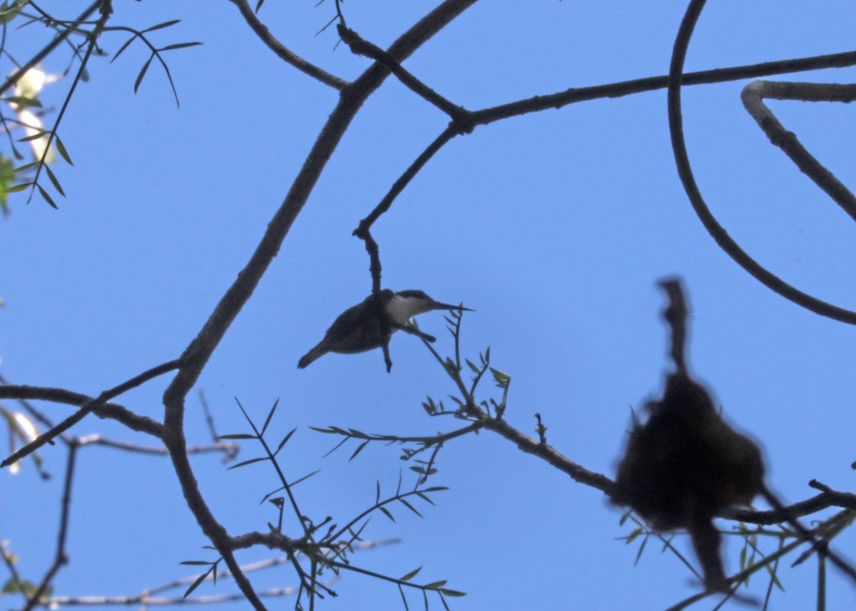 Black-eared Fairy - ML645032595