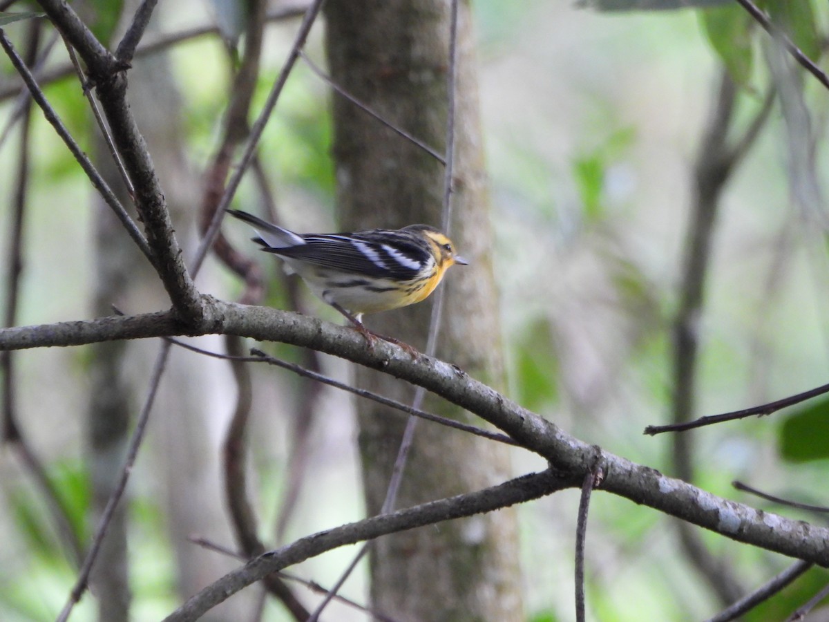 hemlokkparula - ML645032627