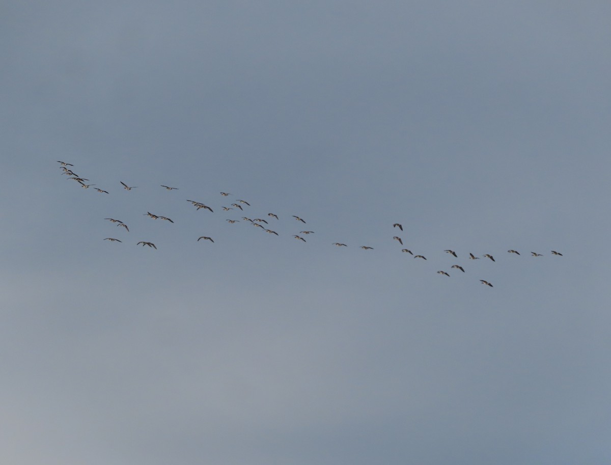 カナダガン - ML645032630