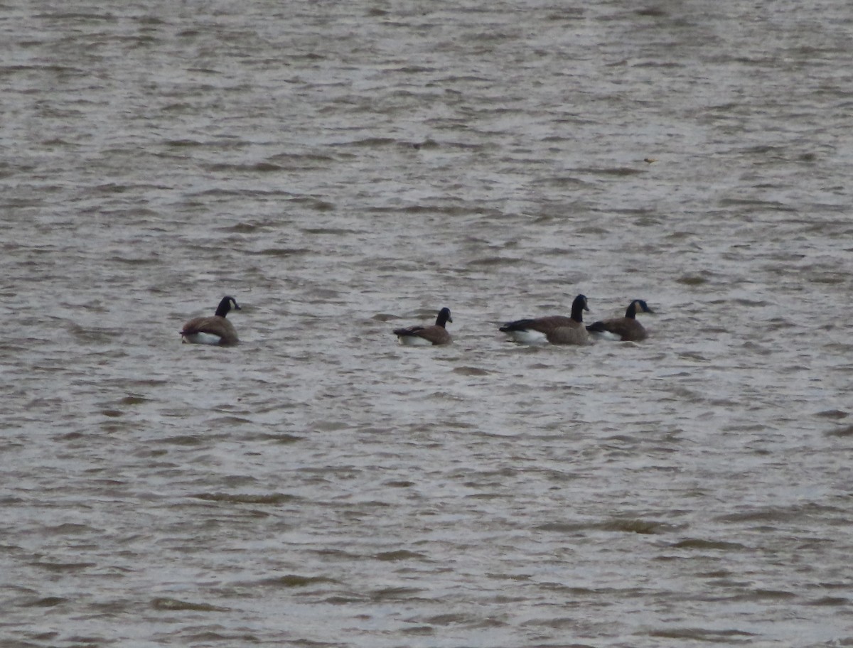 カナダガン - ML645032637