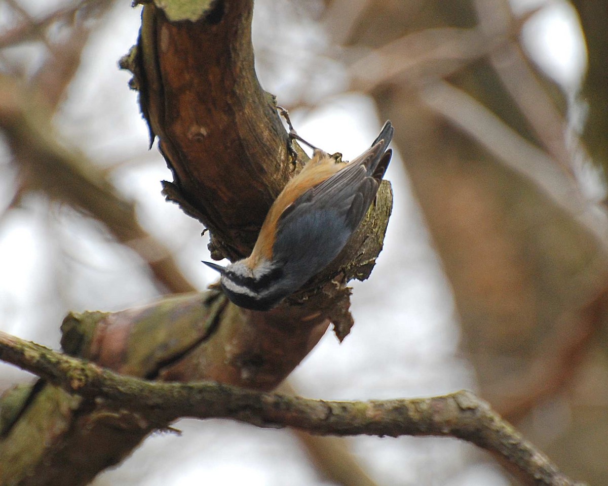 Red-breasted Nuthatch - ML645032644