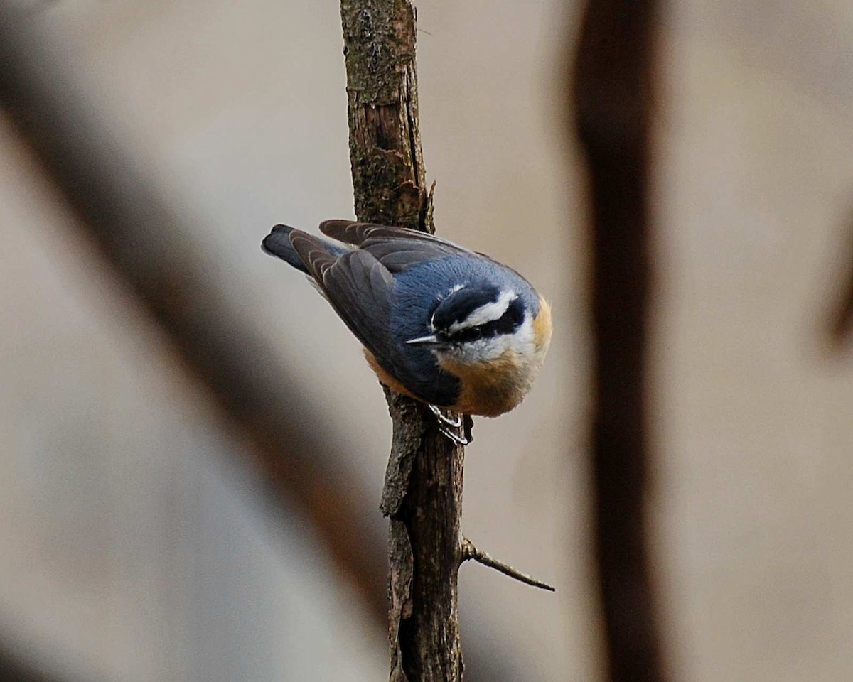 Red-breasted Nuthatch - ML645032645