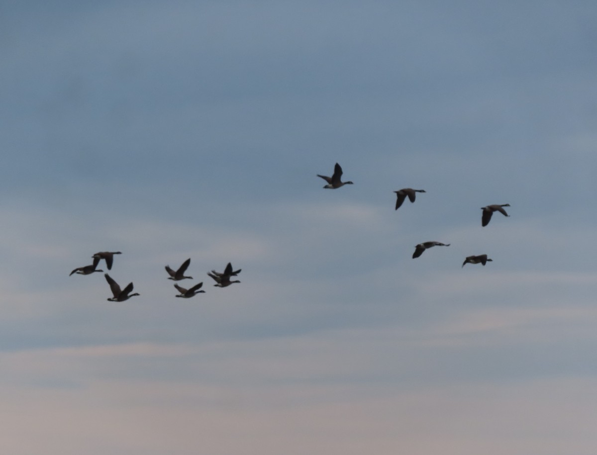 カナダガン - ML645032648