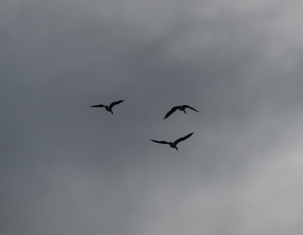 カナダガン - ML645032655