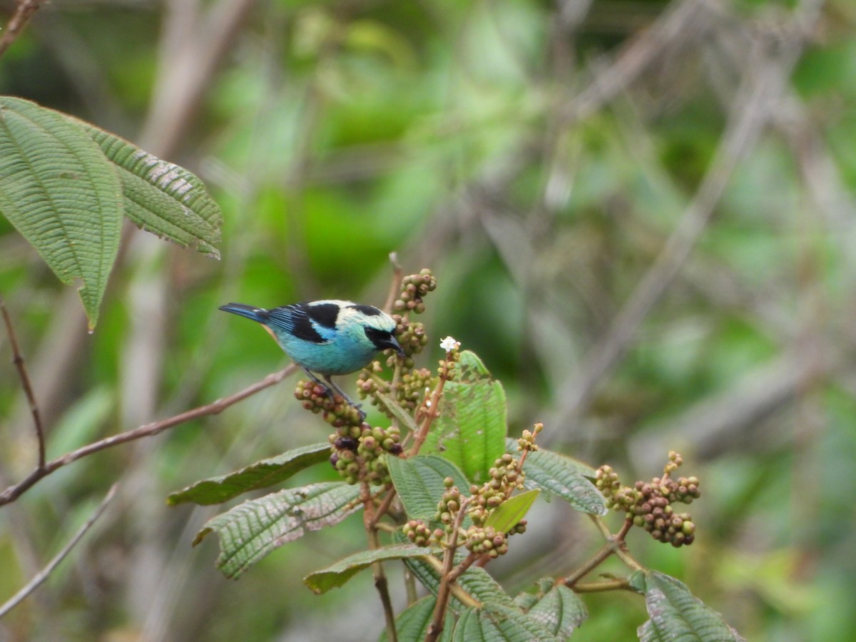 Tangara Verdinegra - ML645032658