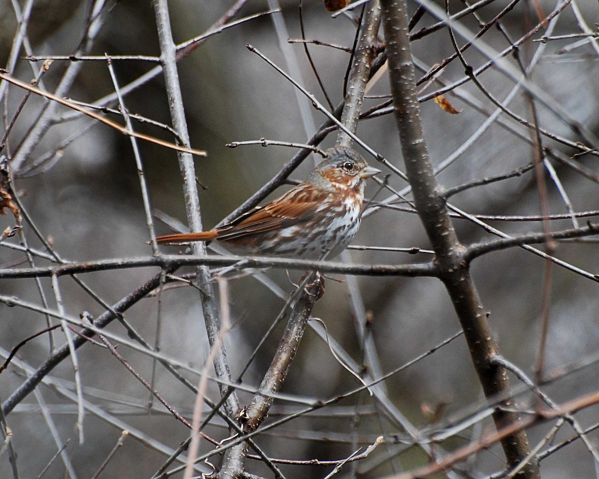 Fox Sparrow (Red) - ML645032659