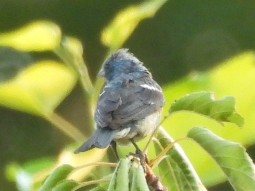 Lazuli Bunting - ML645032661