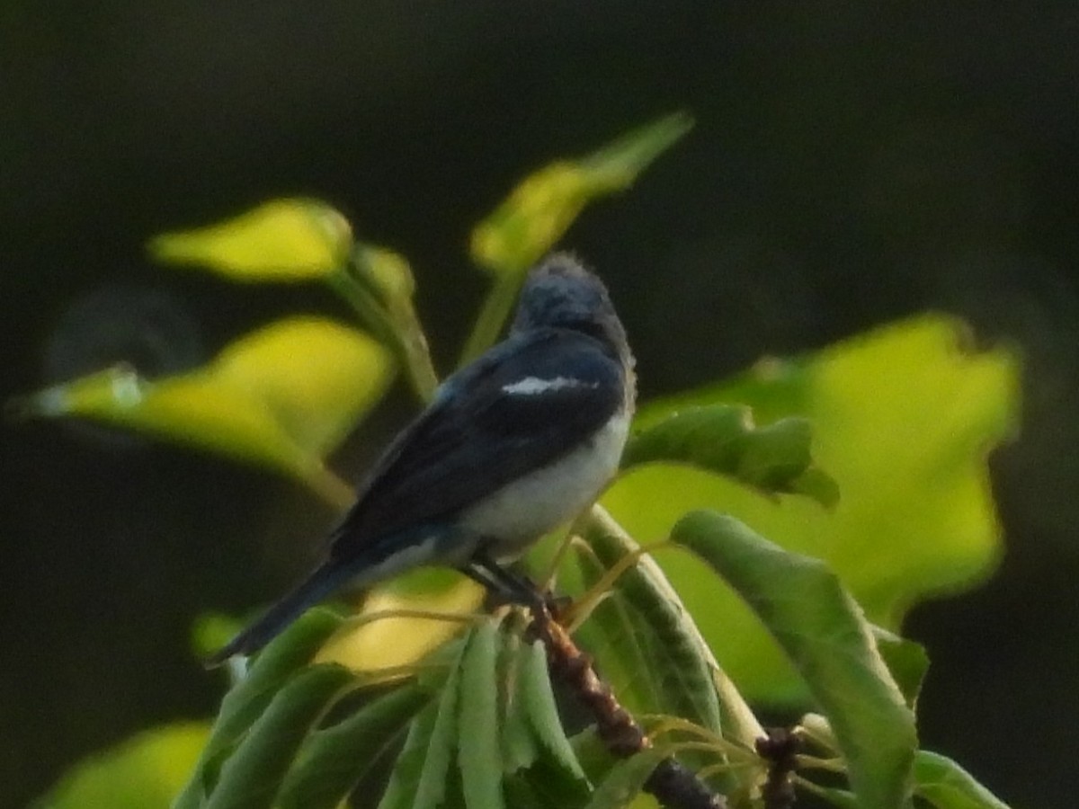 Lazuli Bunting - ML645032667