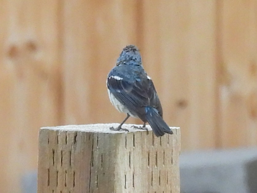 Lazuli Bunting - ML645032668