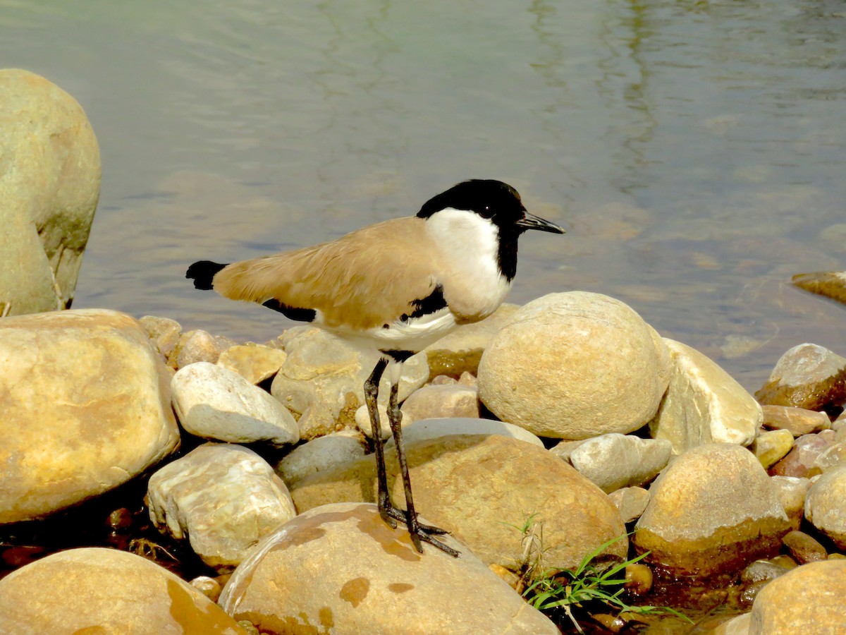 Avefría Fluvial - ML645032670