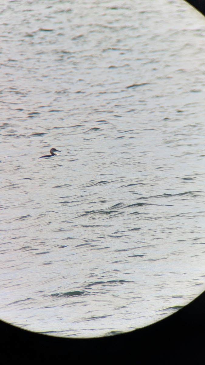 Red-necked Grebe - ML645032672