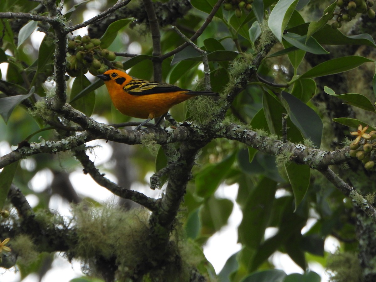 Golden Tanager - ML645032685