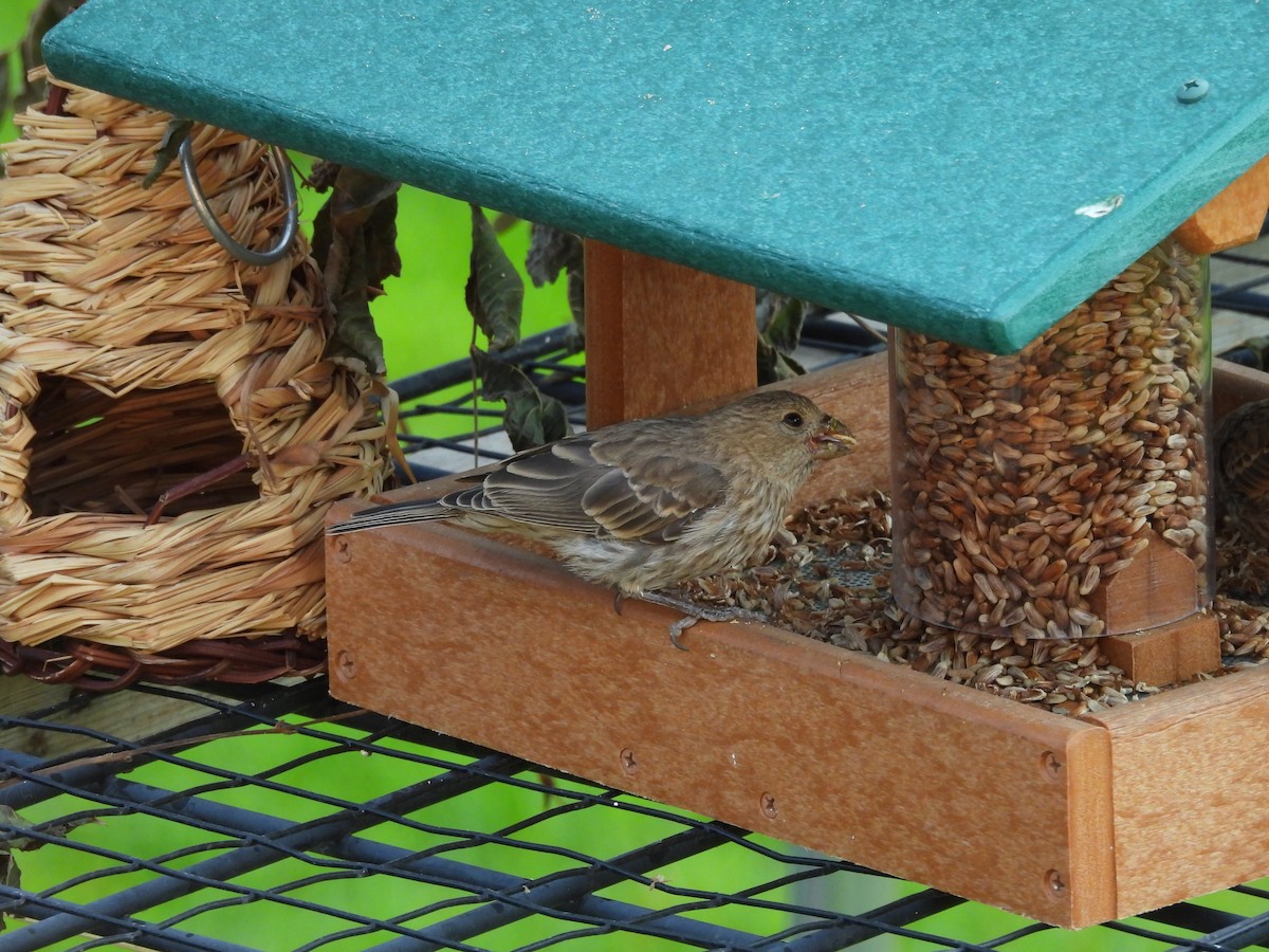 House Finch - ML645032703
