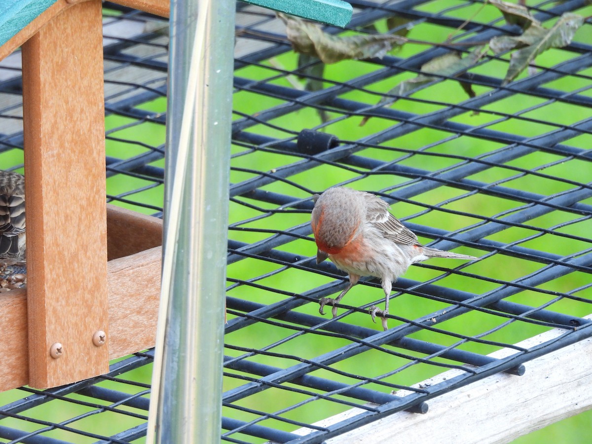 House Finch - ML645032704