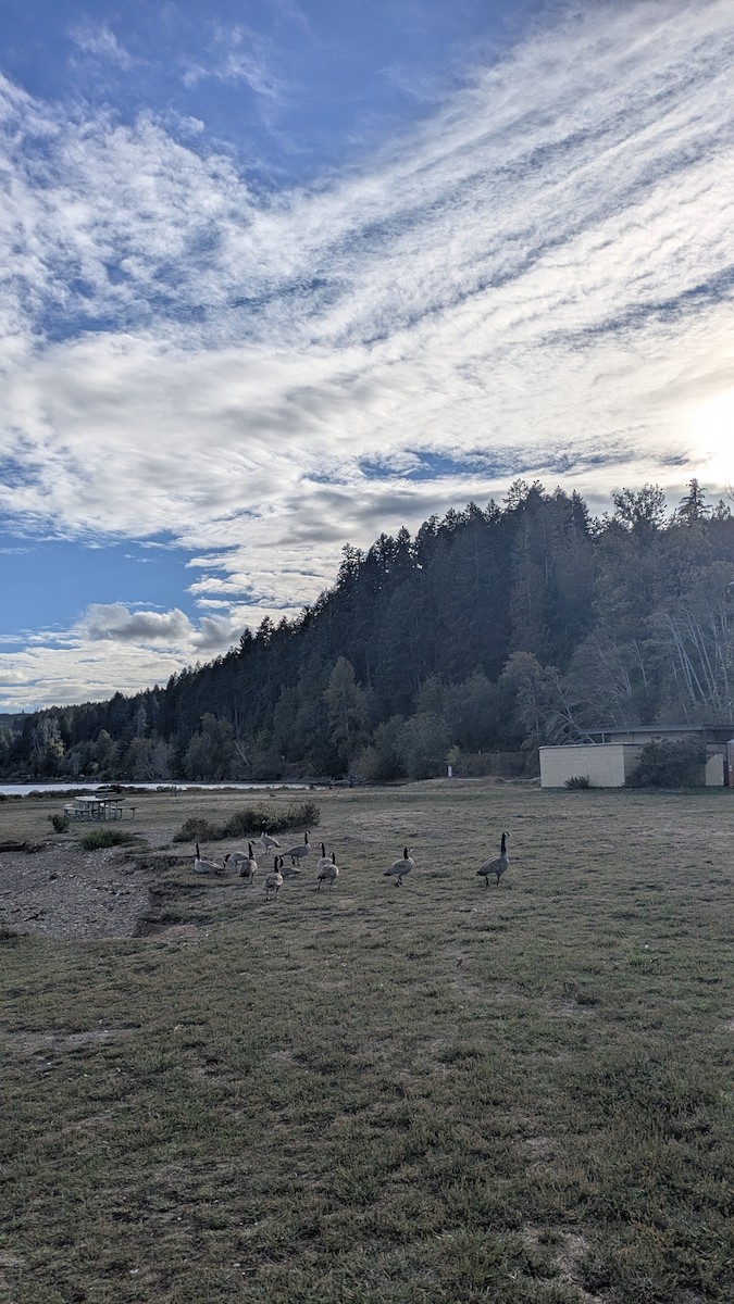 カナダガン - ML645032710