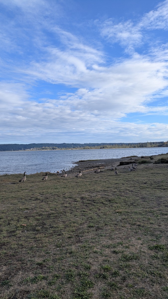 カナダガン - ML645032711