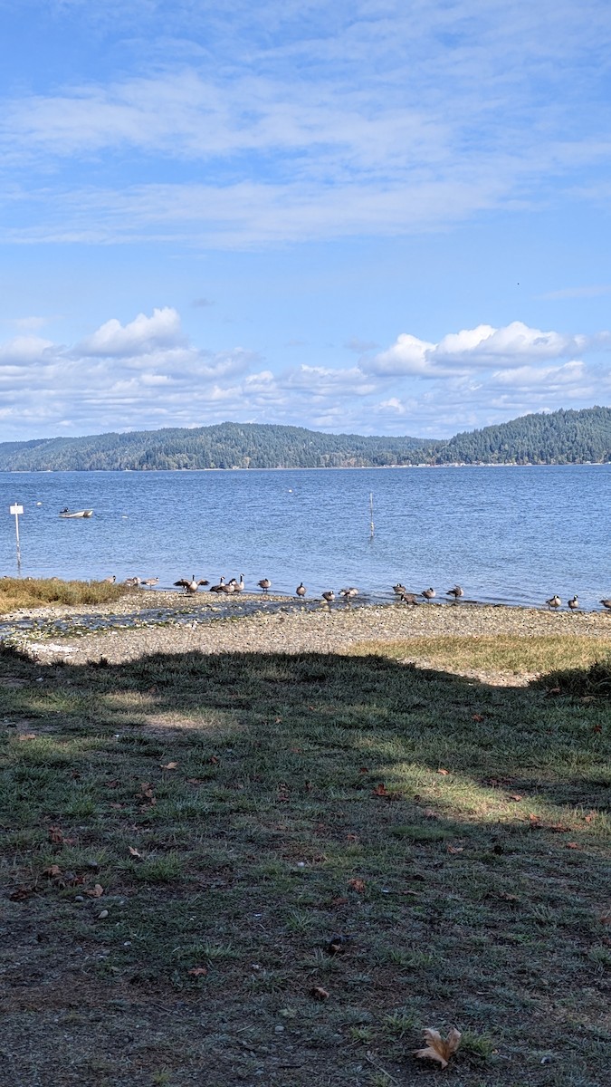 カナダガン - ML645032712