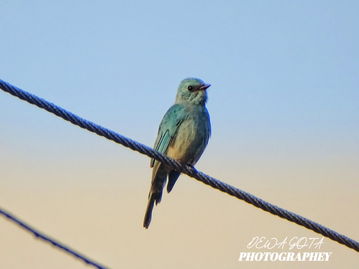 Verditer Flycatcher - ML645032717