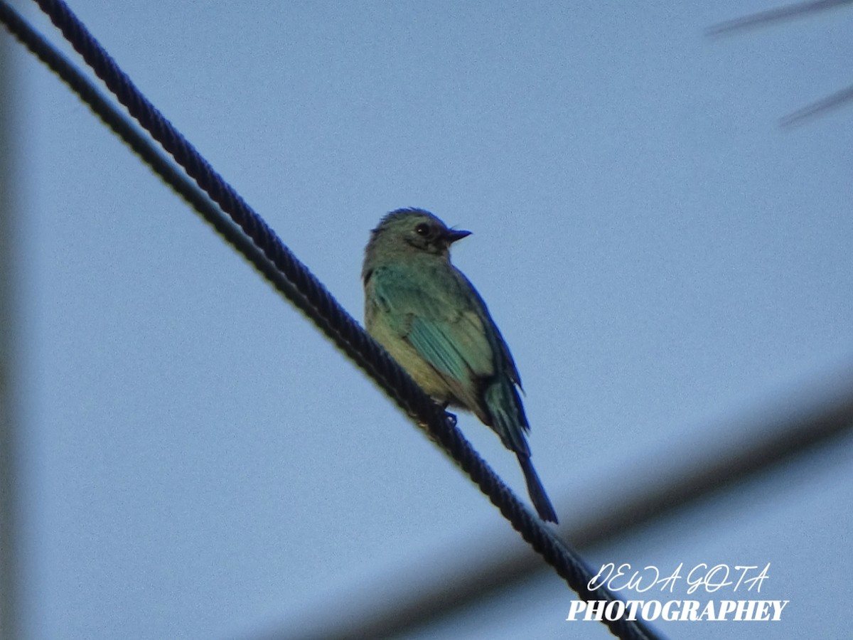 Verditer Flycatcher - ML645032718