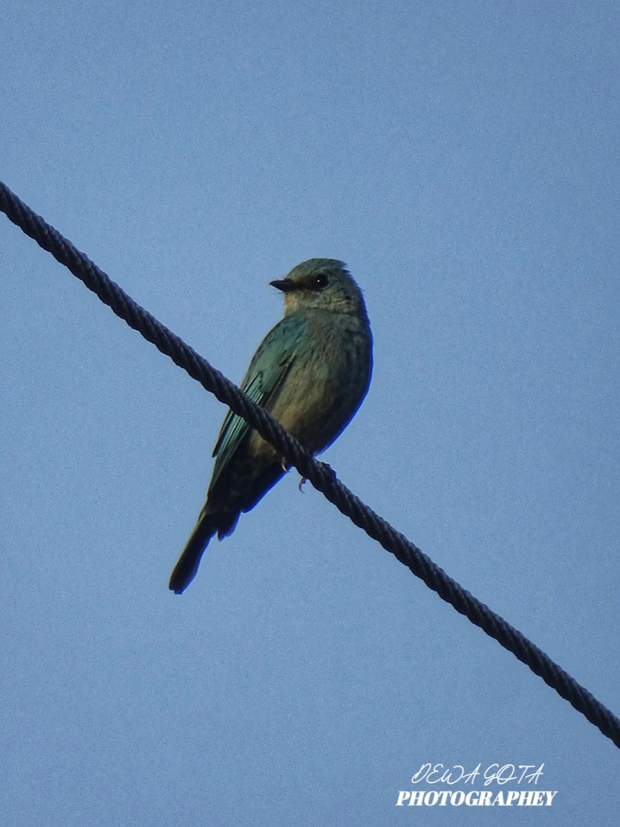 Verditer Flycatcher - ML645032719