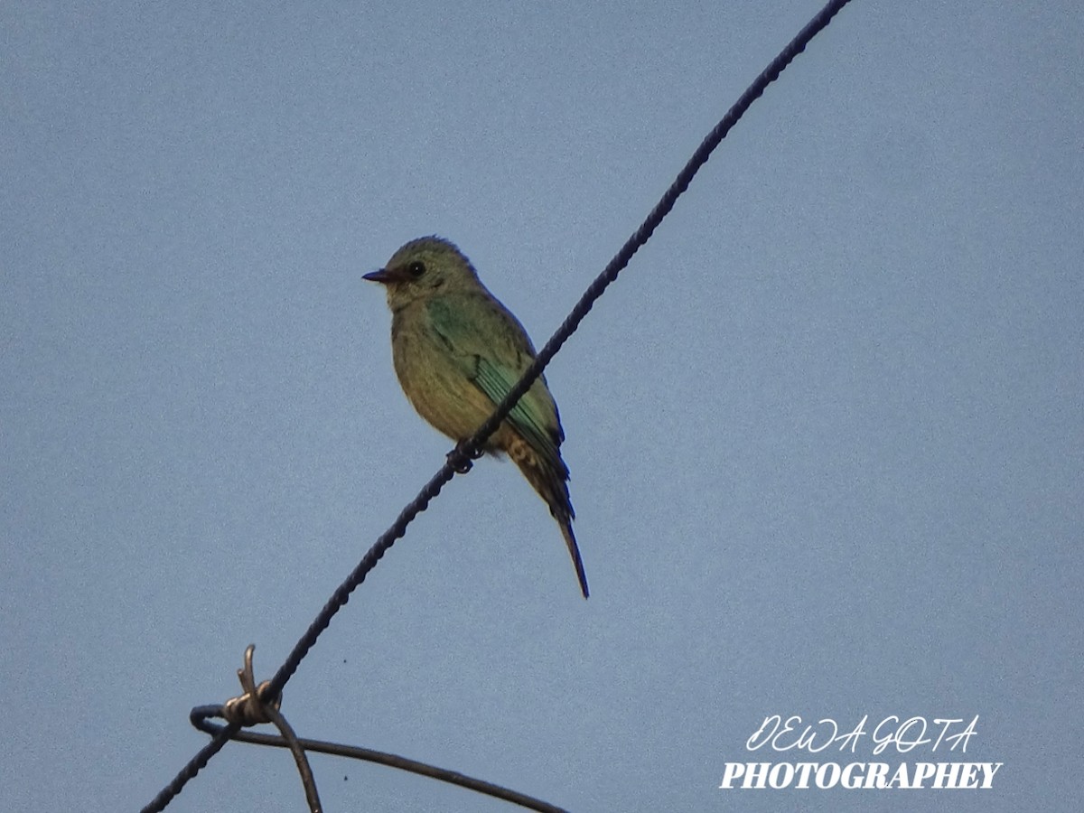 Verditer Flycatcher - ML645032720