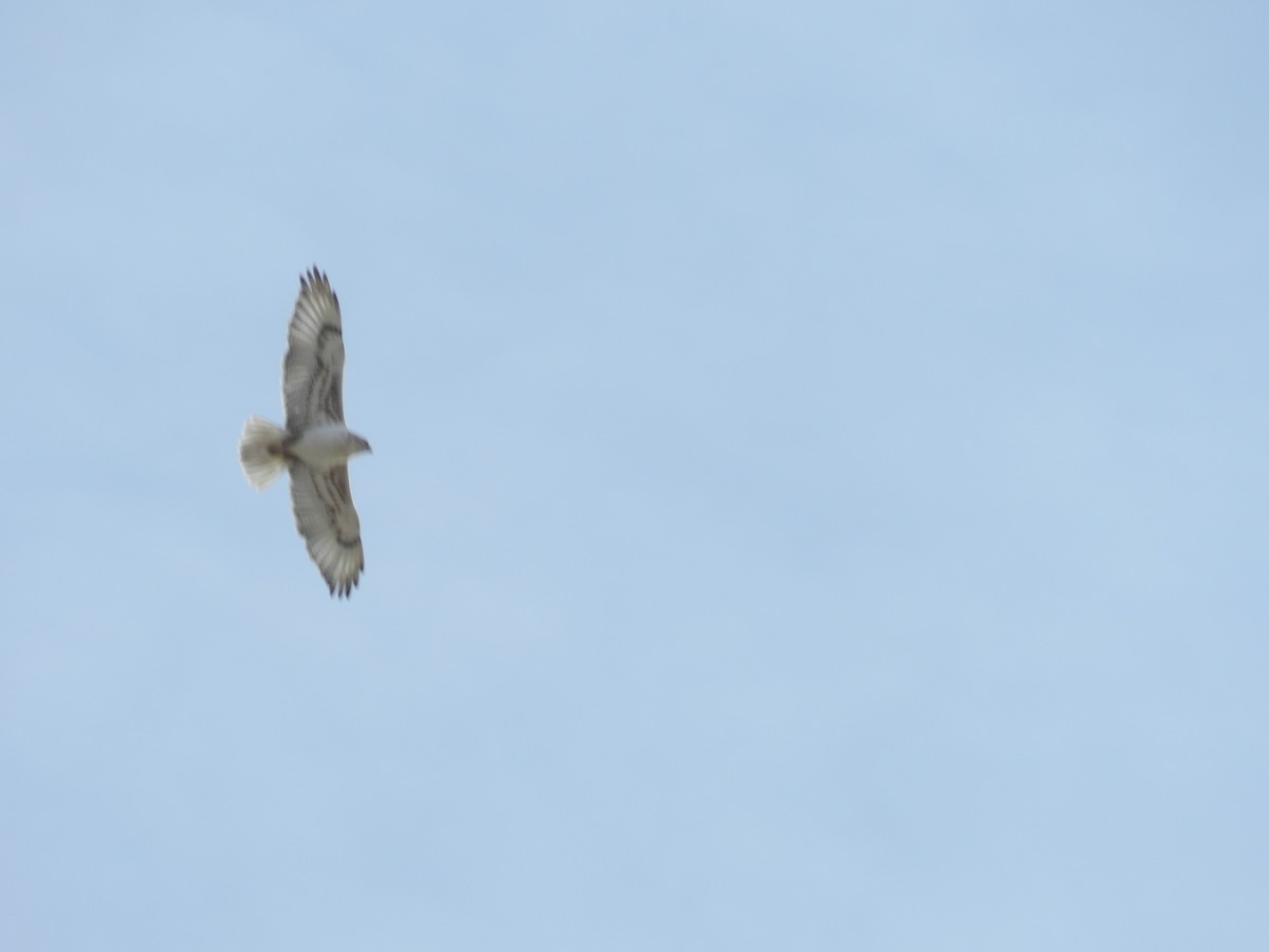 kongevåk - ML645032723