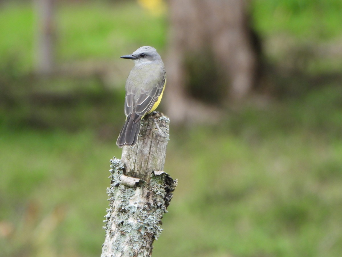 Tropical Kingbird - ML645032725
