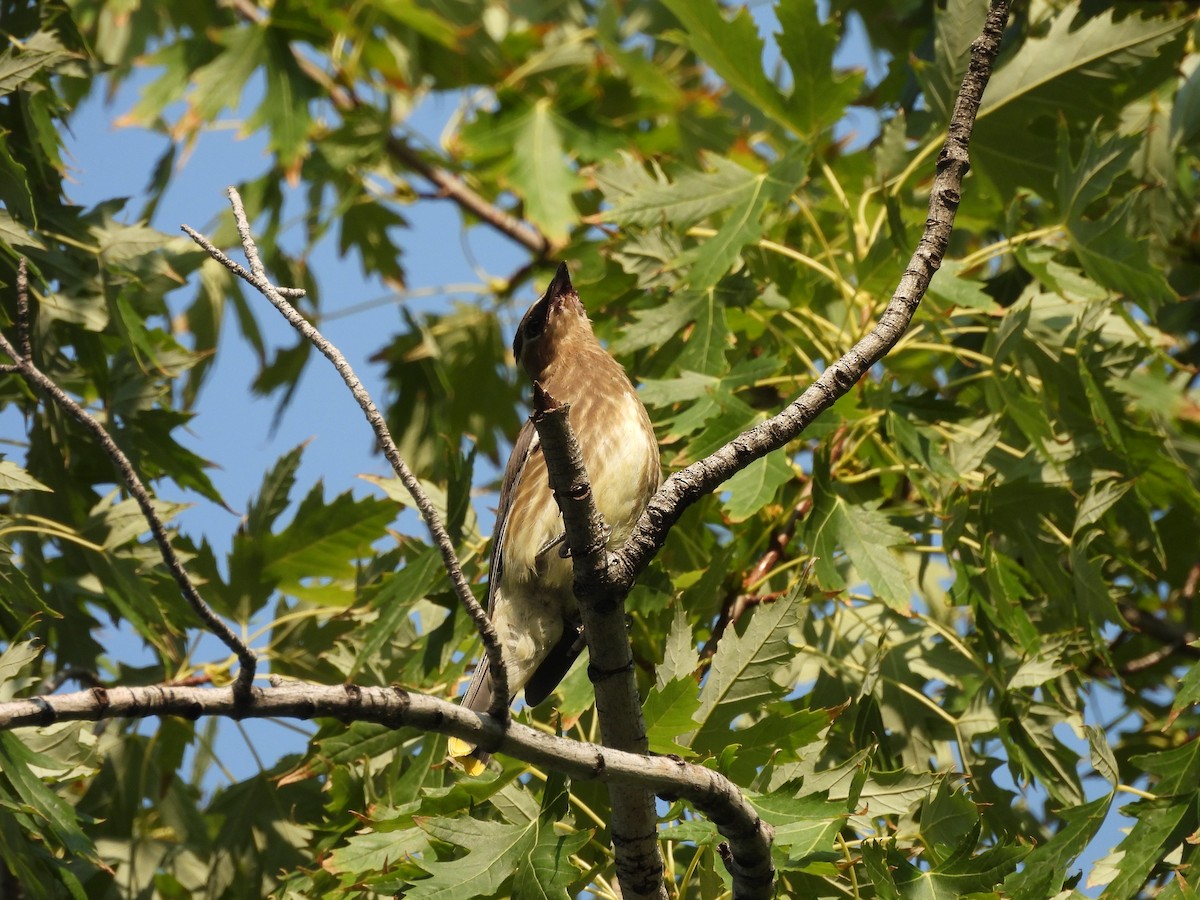 Sedir İpekkuyruğu - ML645032748