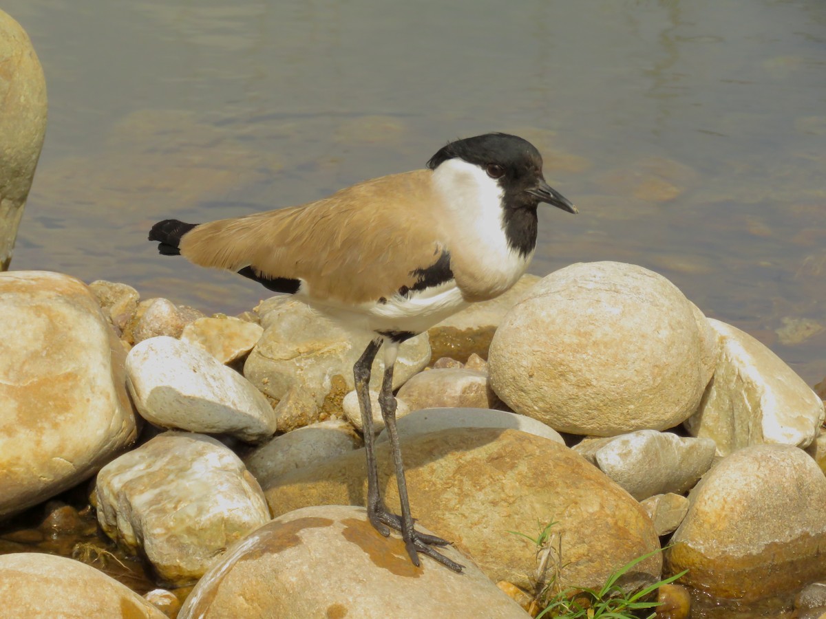 Avefría Fluvial - ML645032761