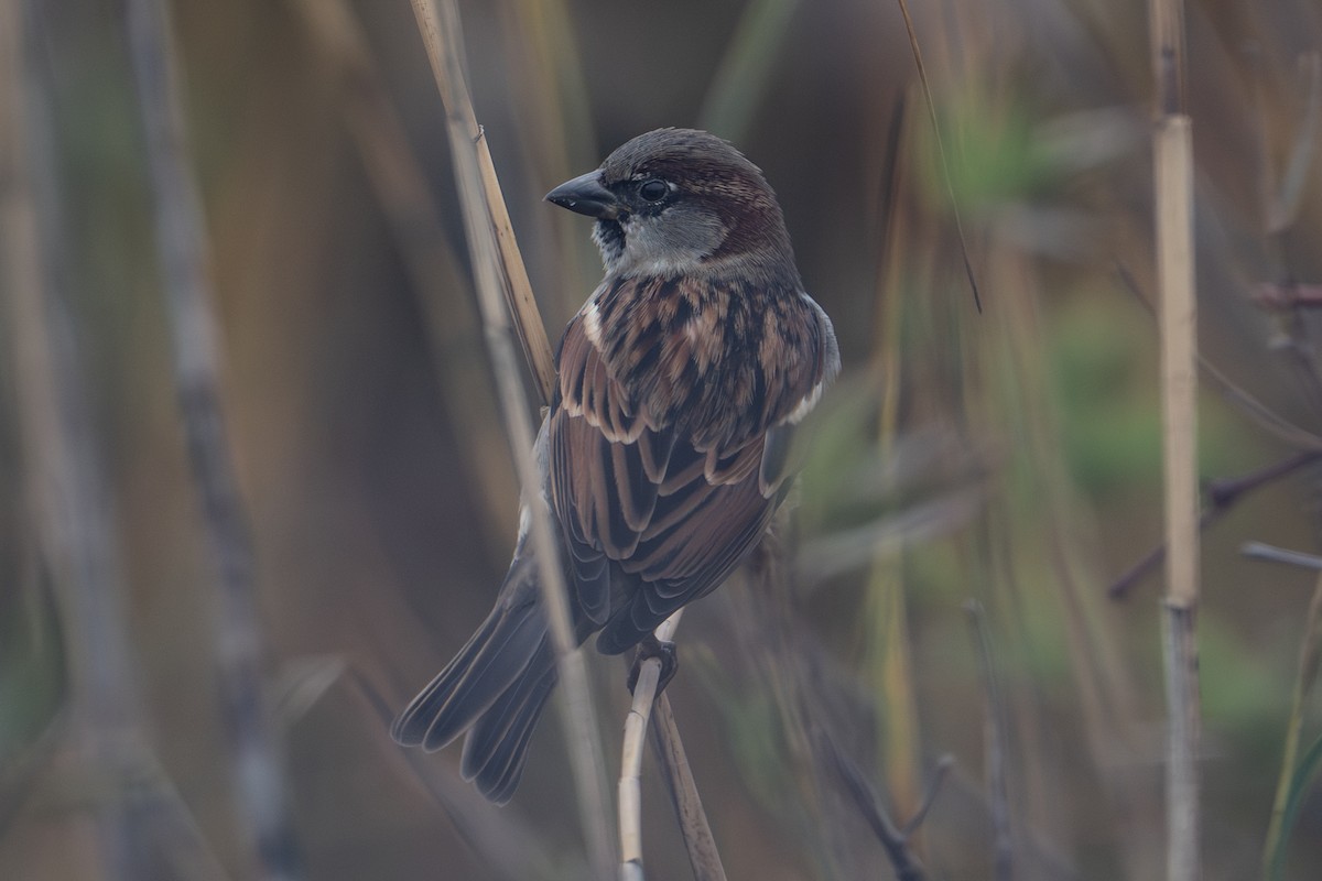 vrabec domácí - ML645032764