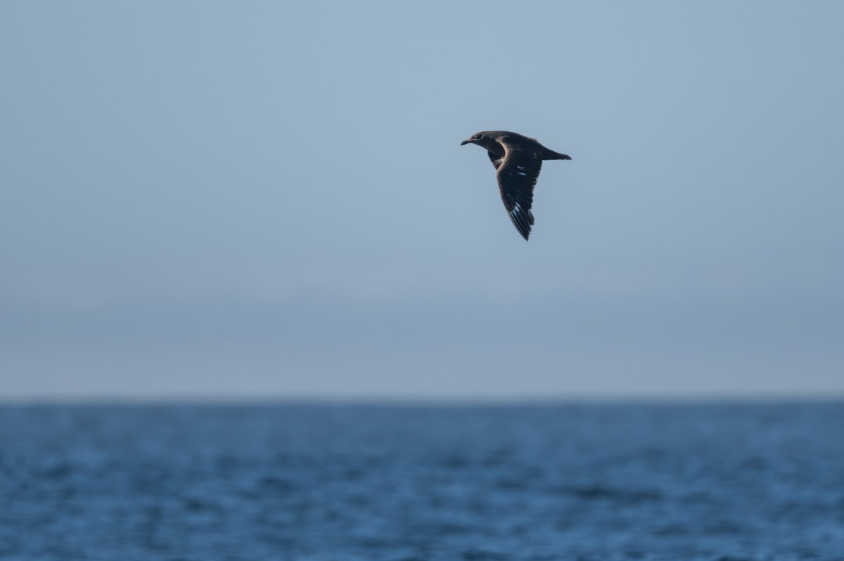 South Polar Skua - ML645032781