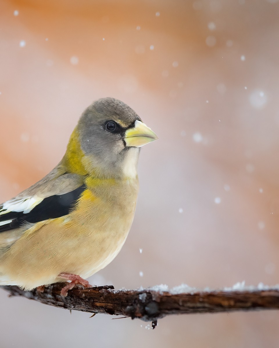 Evening Grosbeak - ML645032799