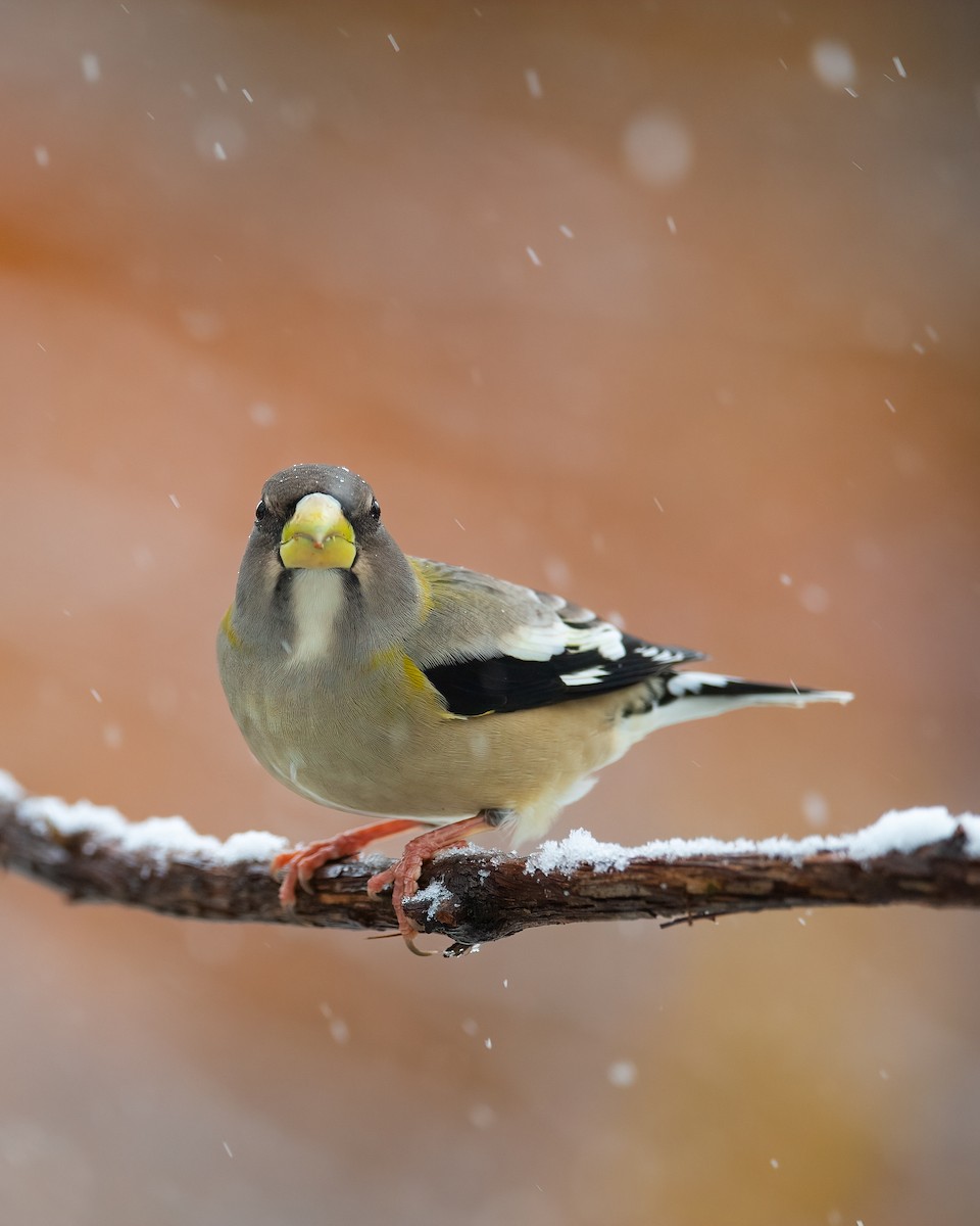 Evening Grosbeak - ML645032800