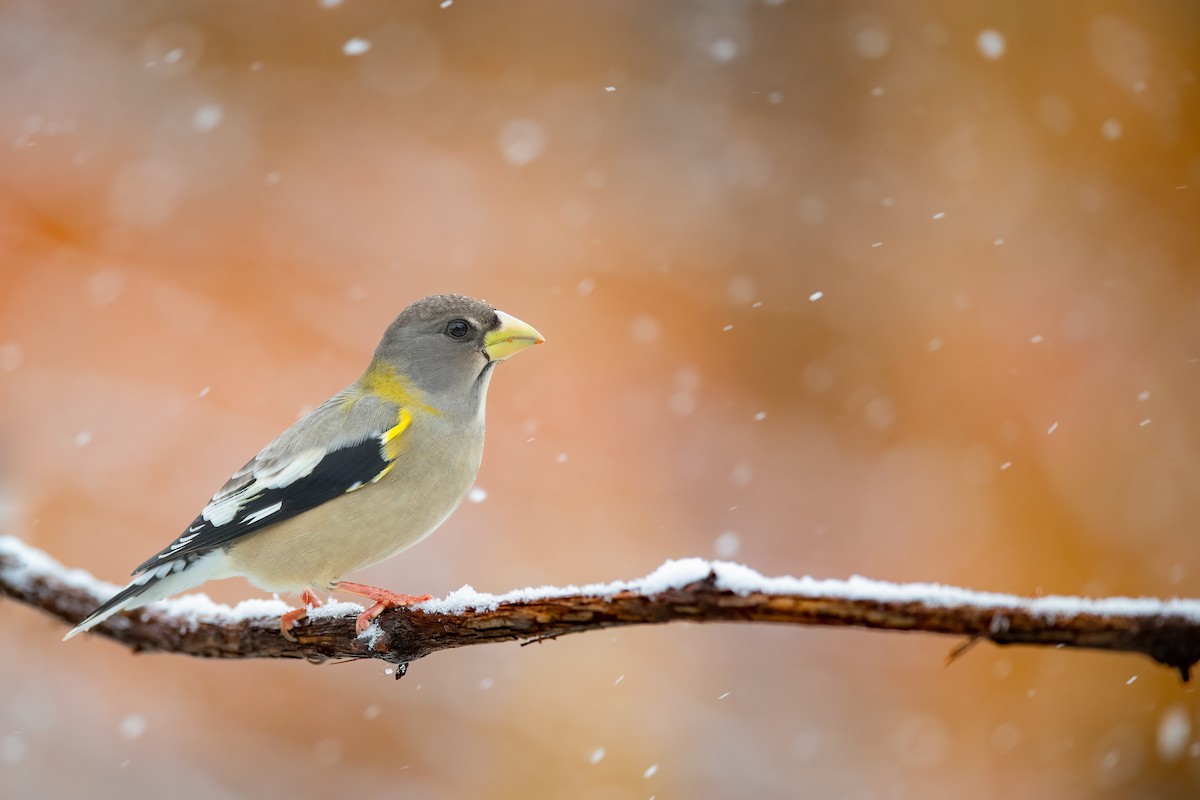 Evening Grosbeak - ML645032801