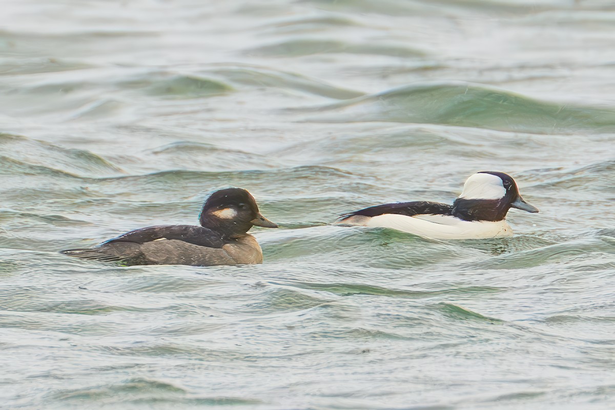 Bufflehead - ML645032815