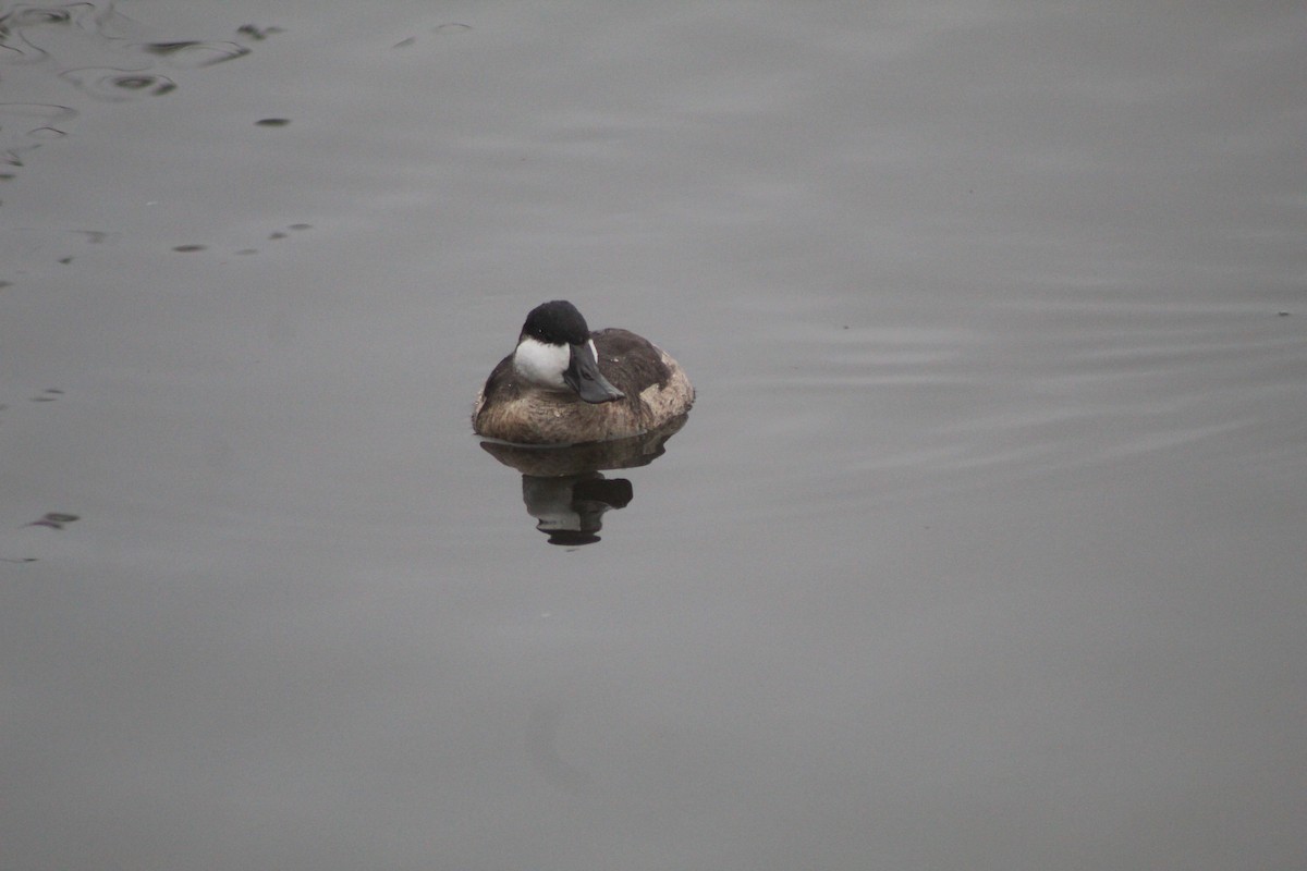 Schwarzkopf-Ruderente - ML645032816