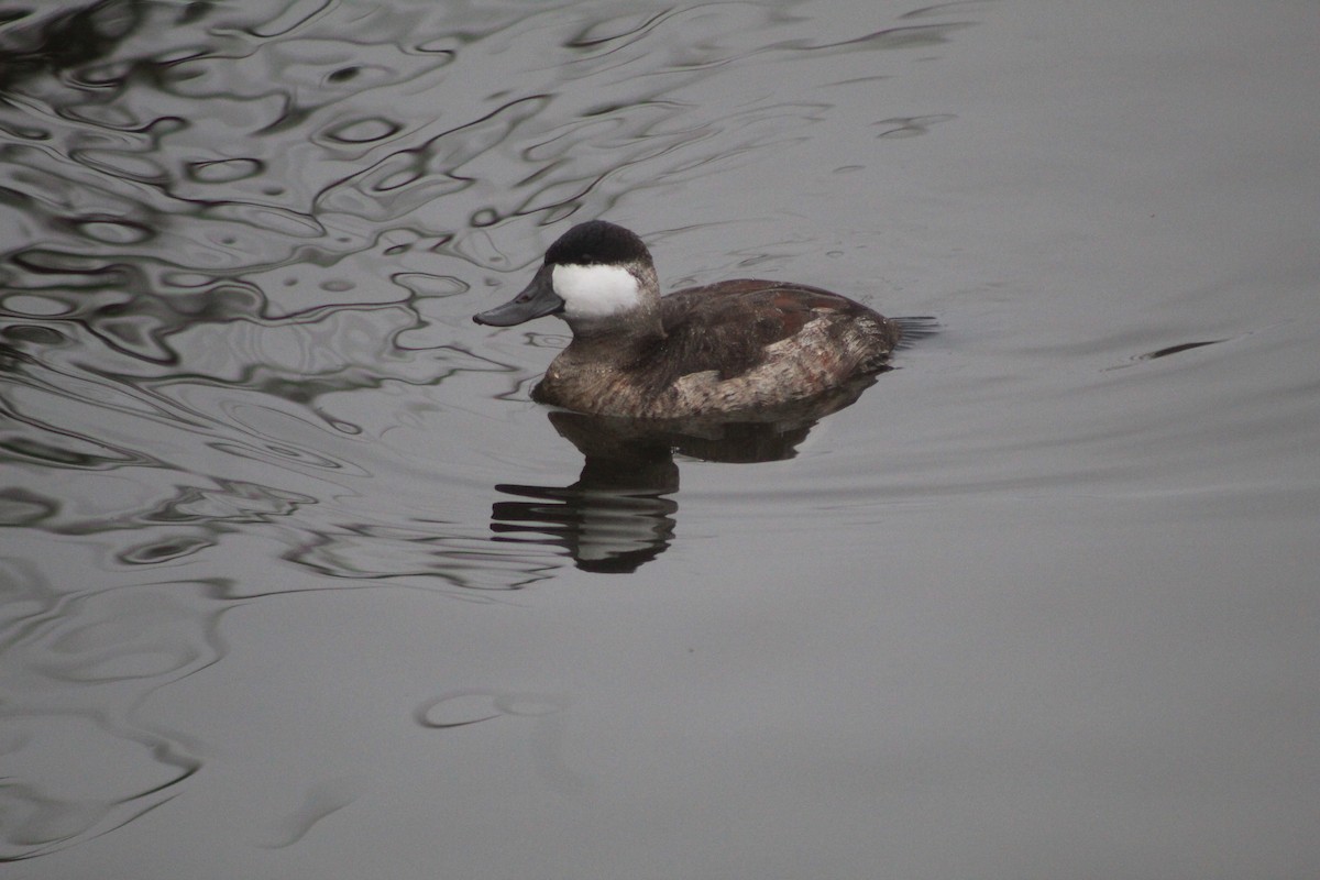 Schwarzkopf-Ruderente - ML645032817