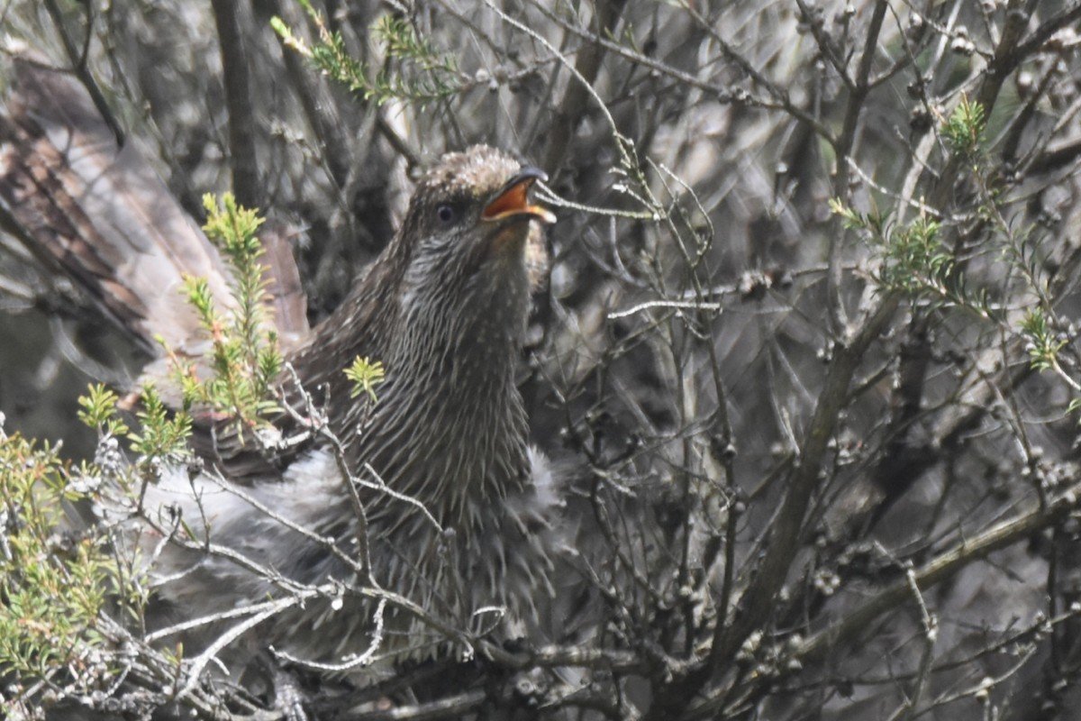 laločnatka malá - ML645032831