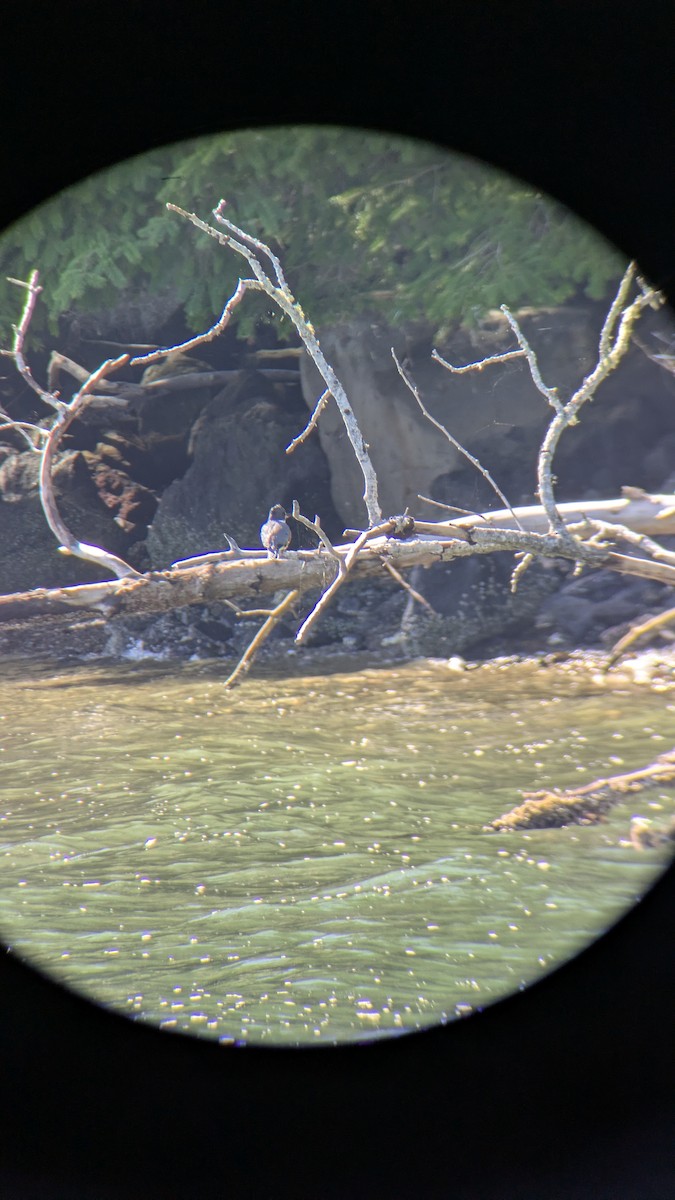 Martin handi iparramerikarra - ML645032838