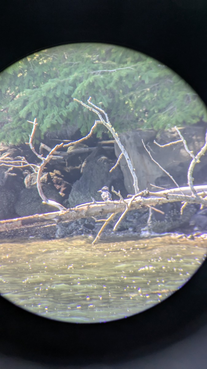 Martin handi iparramerikarra - ML645032839