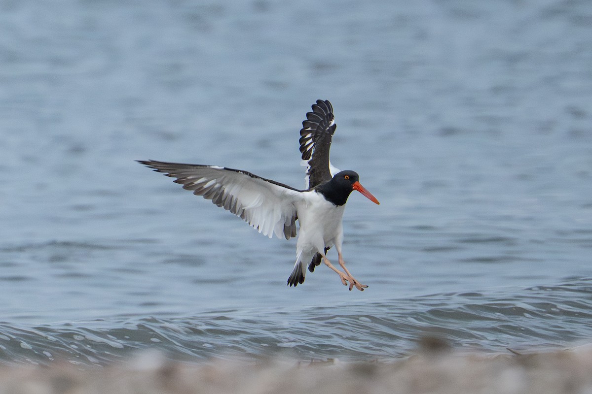 American Oystercatcher - ML645032840