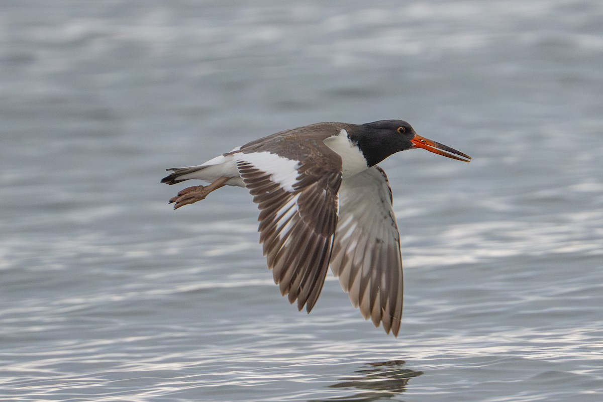 American Oystercatcher - ML645032841