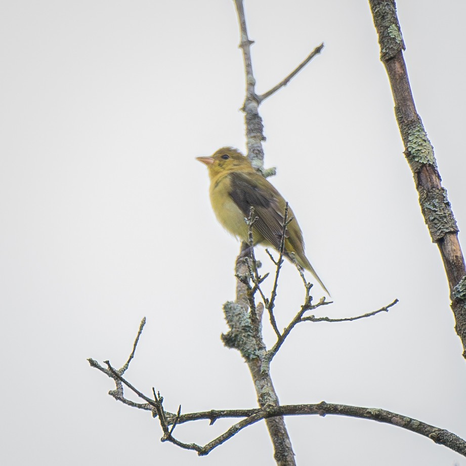 Scarlet Tanager - ML645032844