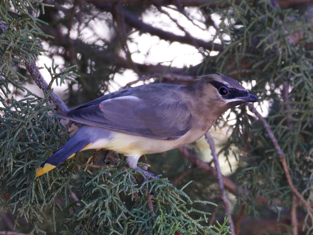 Sedir İpekkuyruğu - ML645032846