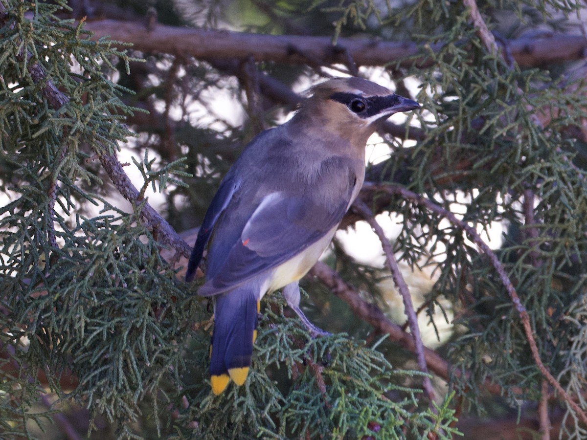Sedir İpekkuyruğu - ML645032847