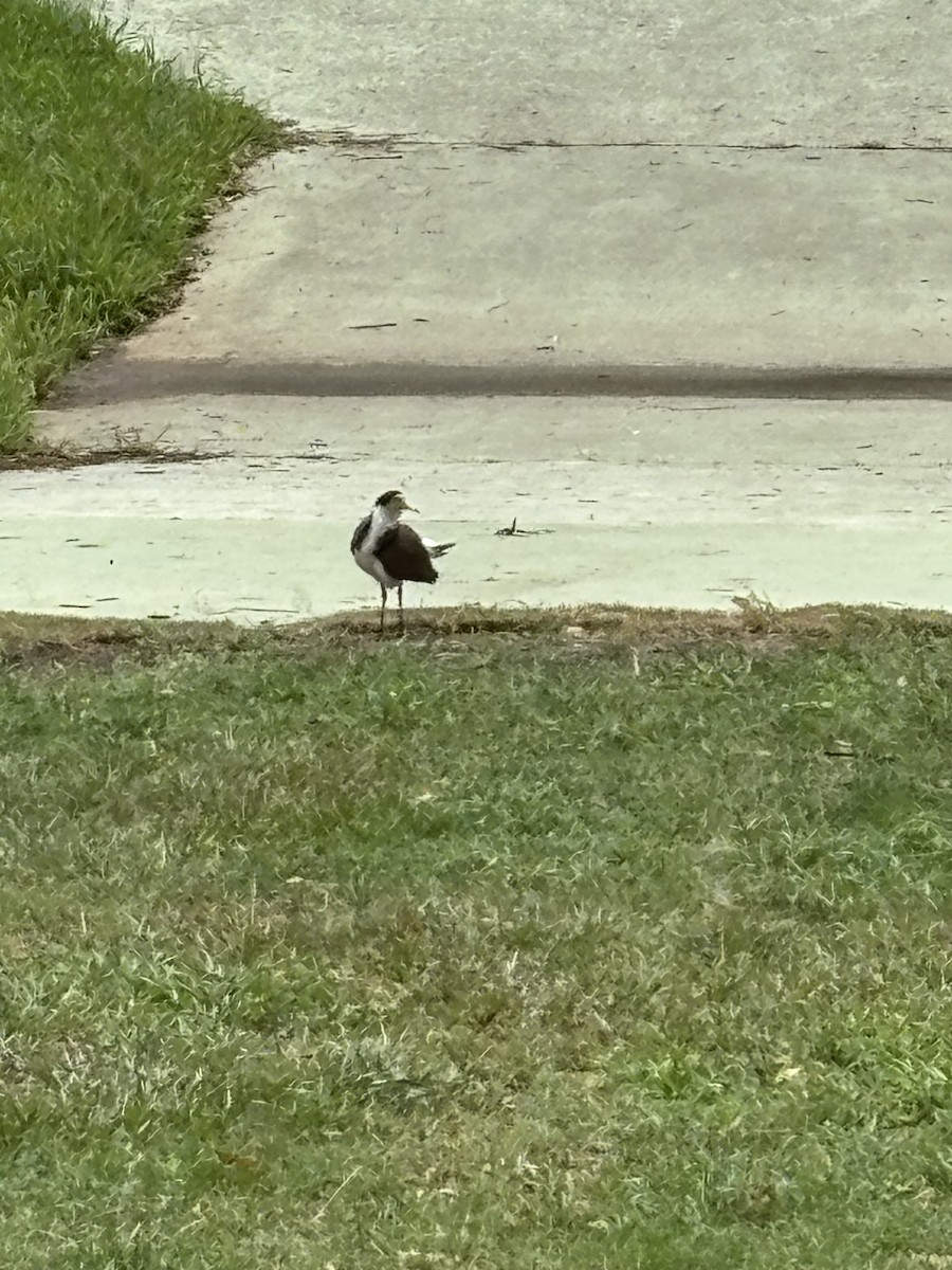 čejka australská - ML645032849