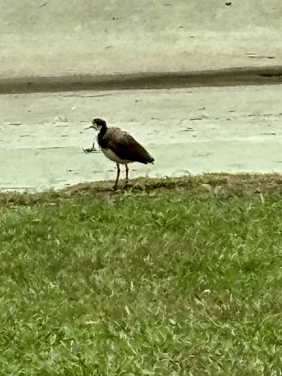 čejka australská - ML645032850