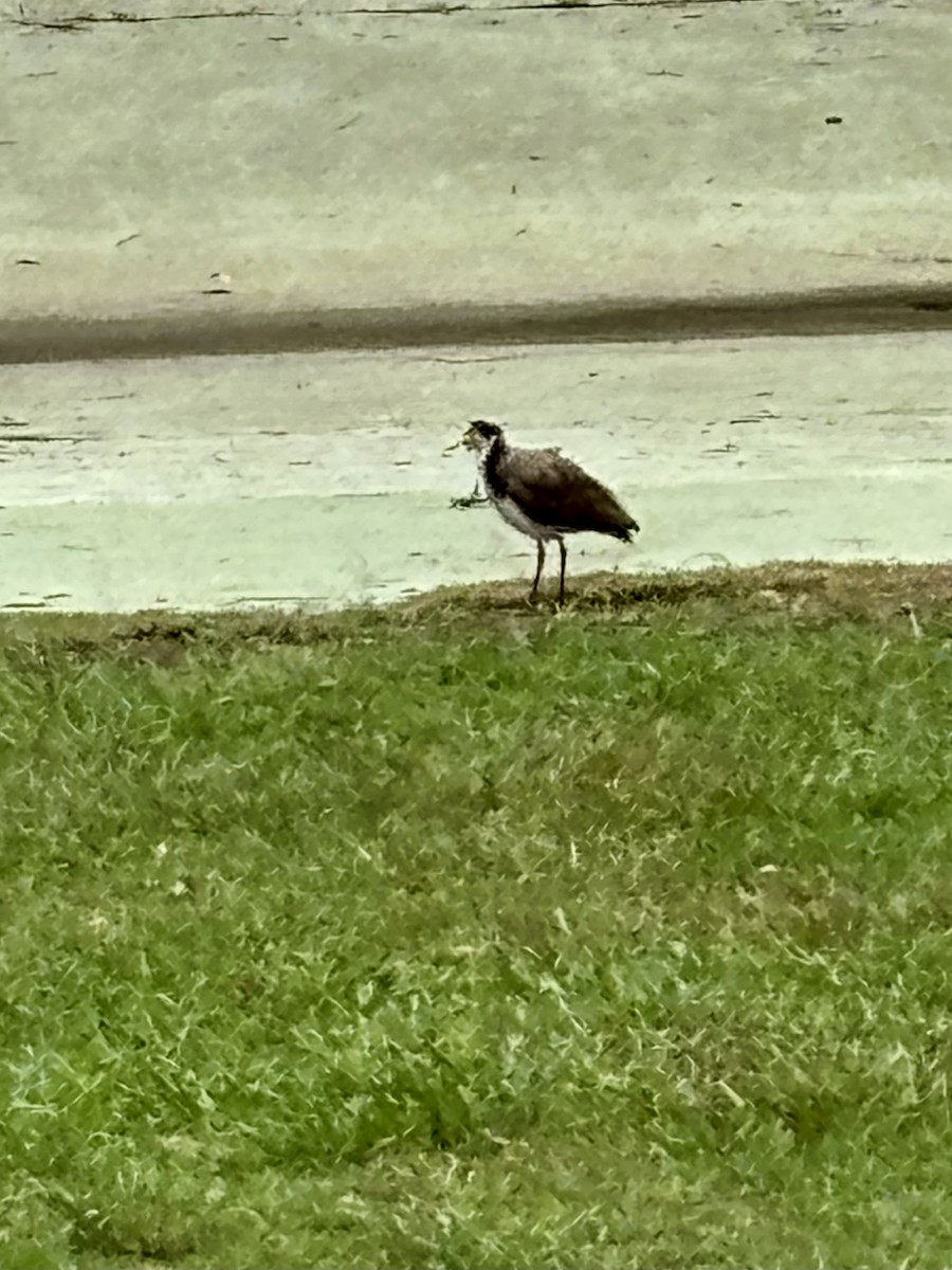 čejka australská - ML645032851