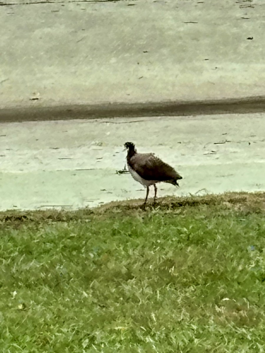 čejka australská - ML645032852