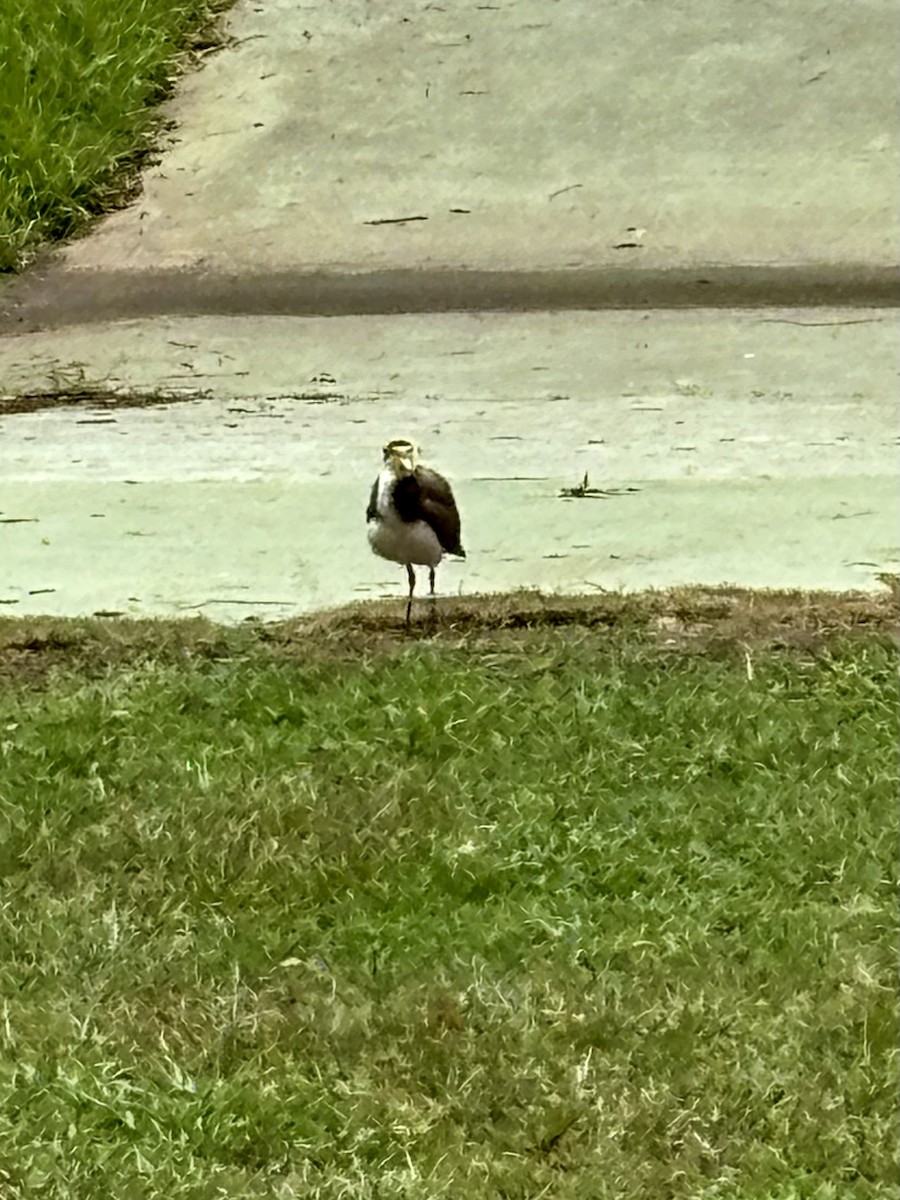 čejka australská - ML645032853